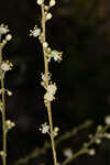 Florida beargrass